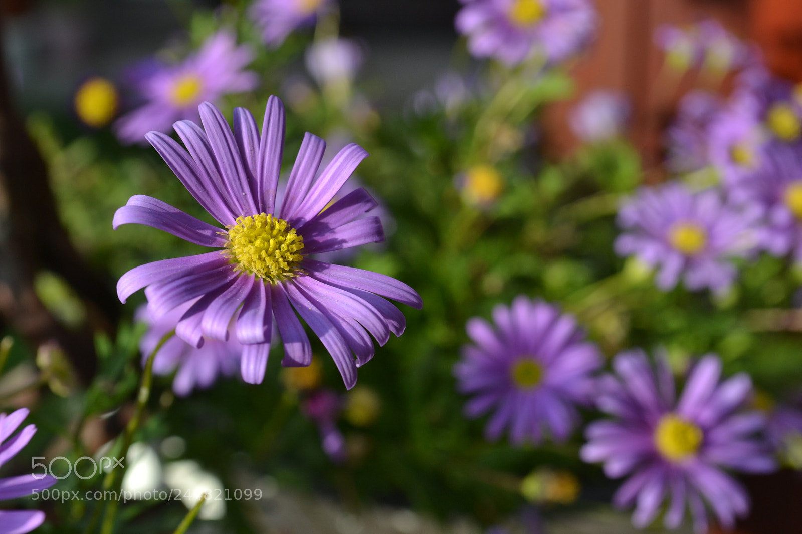 Nikon D3100 sample photo. Copia photography