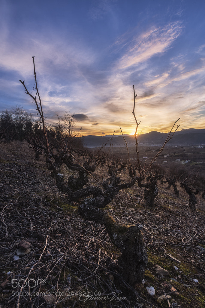 Canon EOS 5D sample photo. Antique grapeyards photography