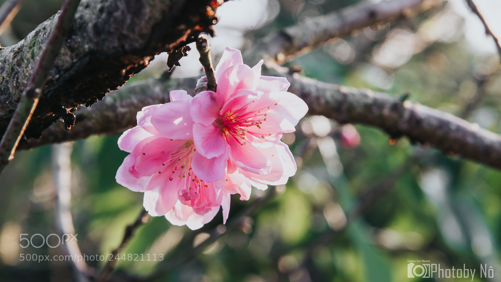 Nikon D600 sample photo. Peach blossom photography