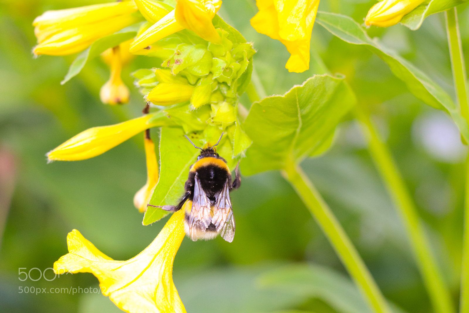 Canon EOS 77D (EOS 9000D / EOS 770D) sample photo. At the garden photography