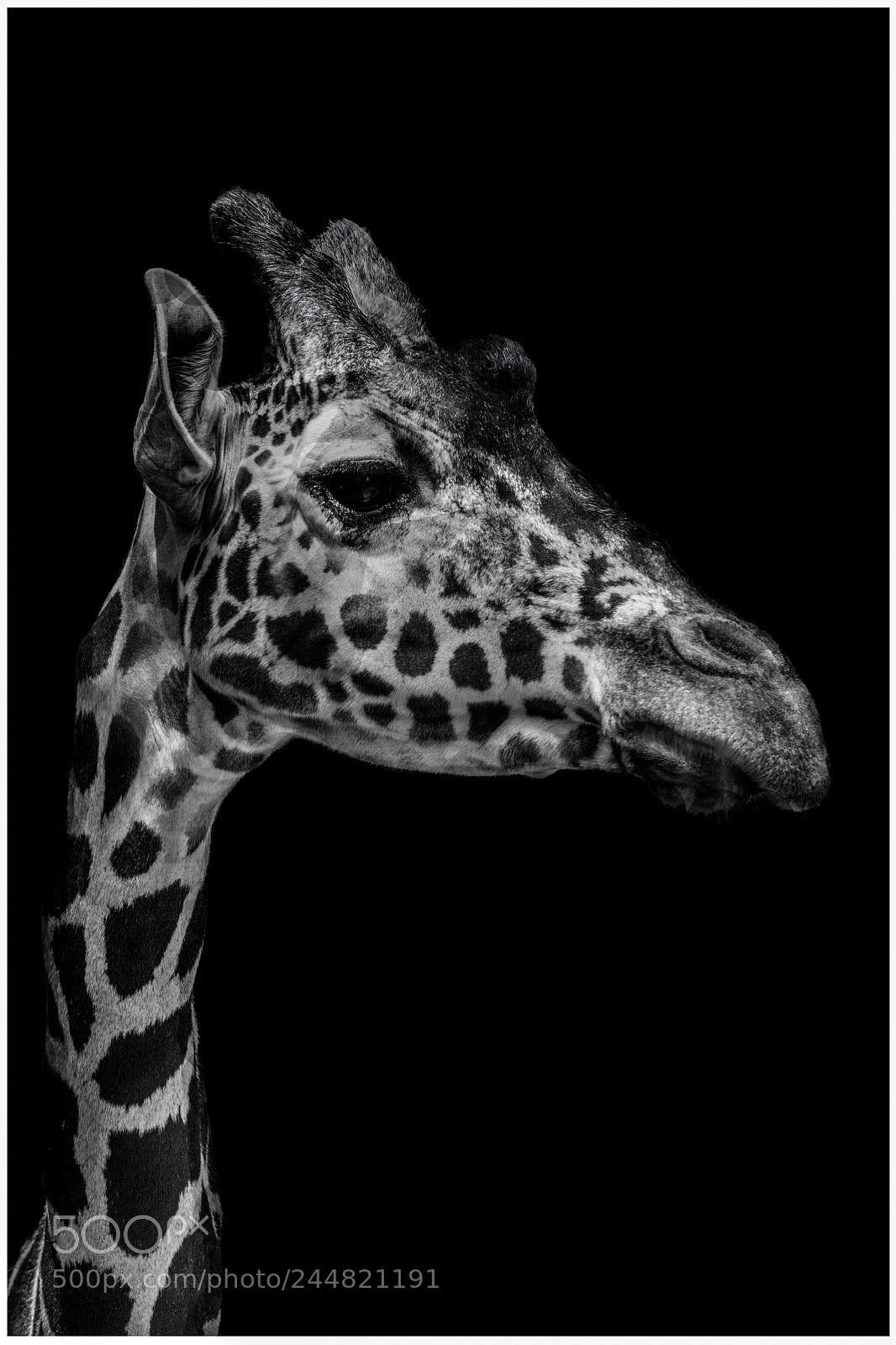 Sony ILCA-77M2 sample photo. Portrait to the giraffe photography