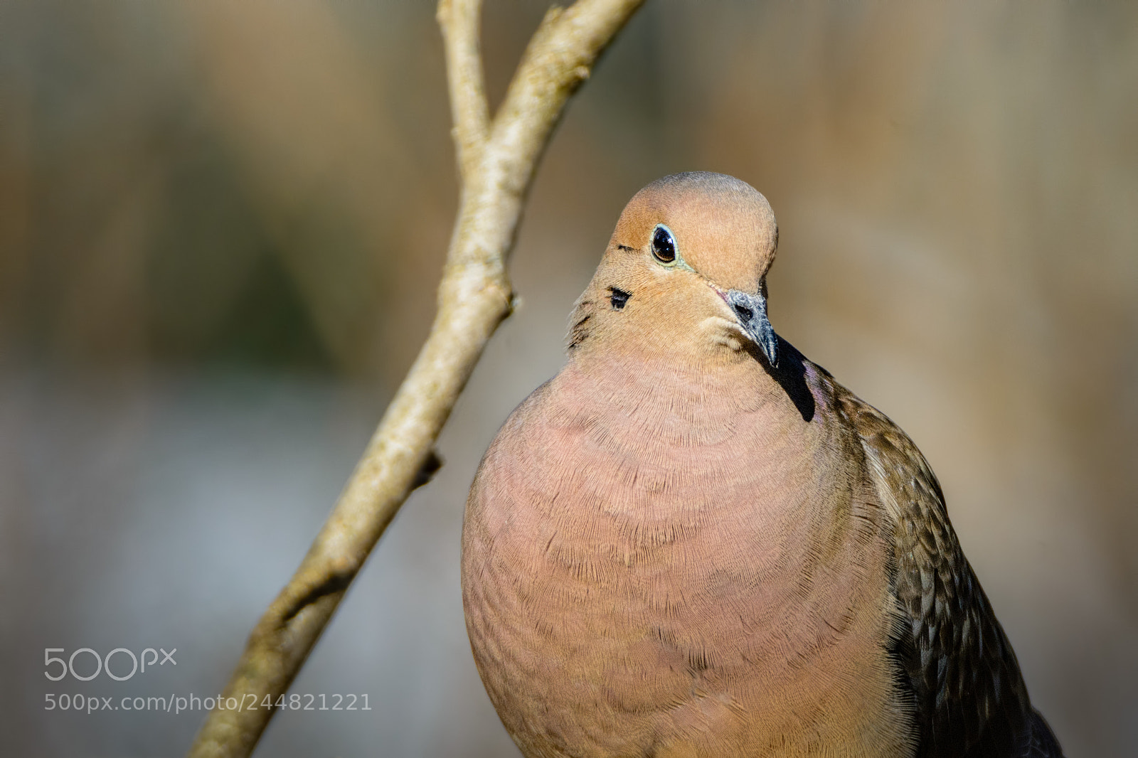 Nikon D7100 sample photo. Mourning dove photography
