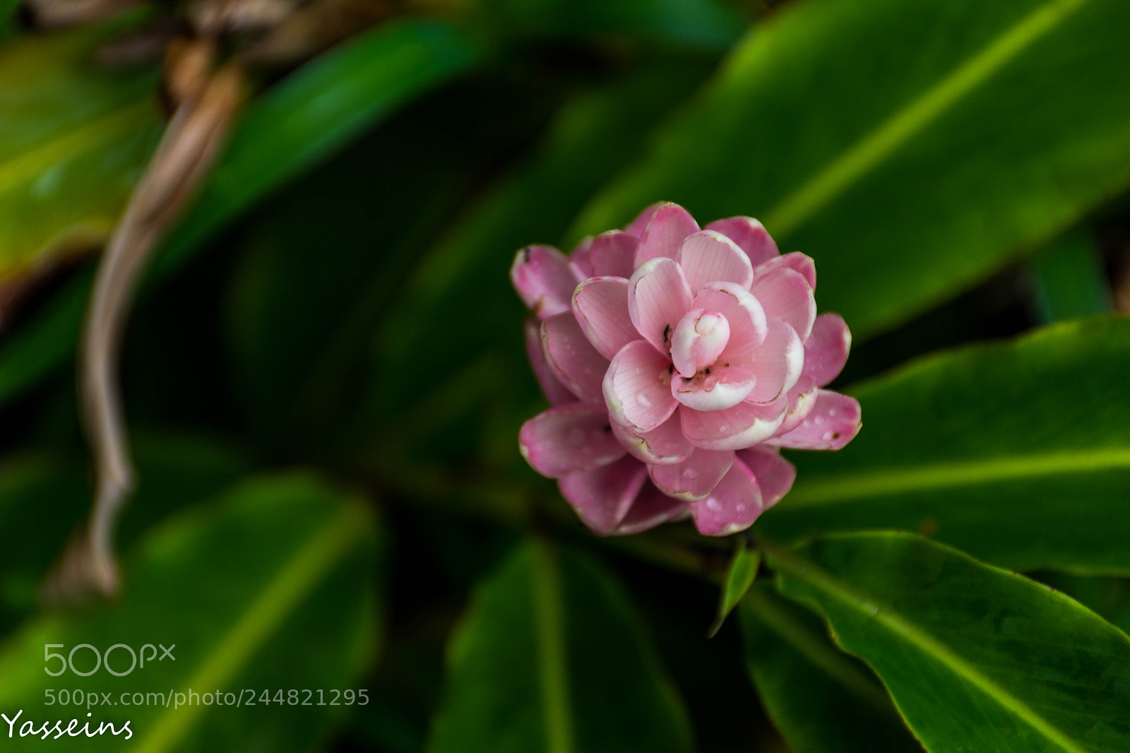Nikon D7200 sample photo. Garden_flowers photography