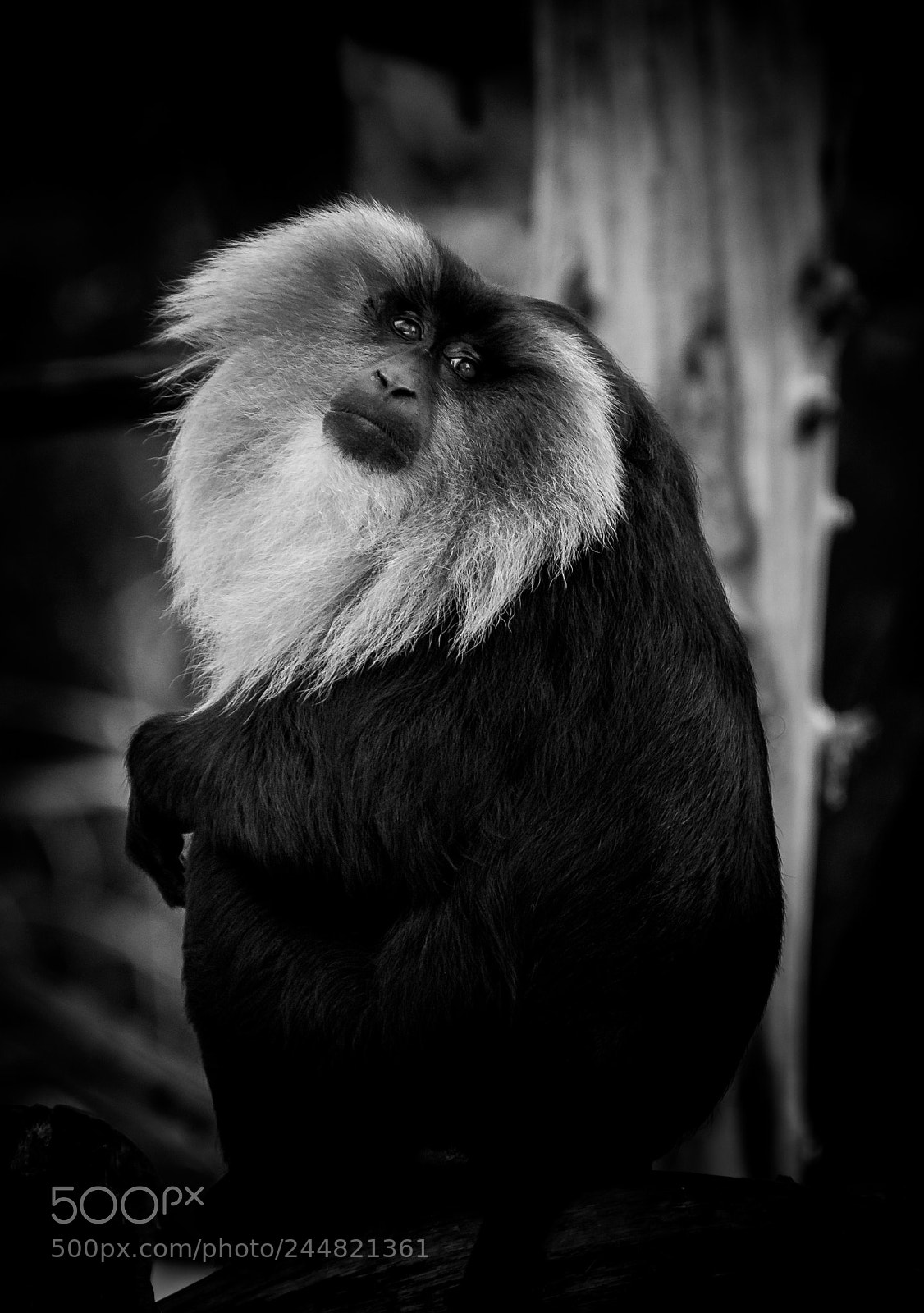 Nikon D7200 sample photo. B&w photography