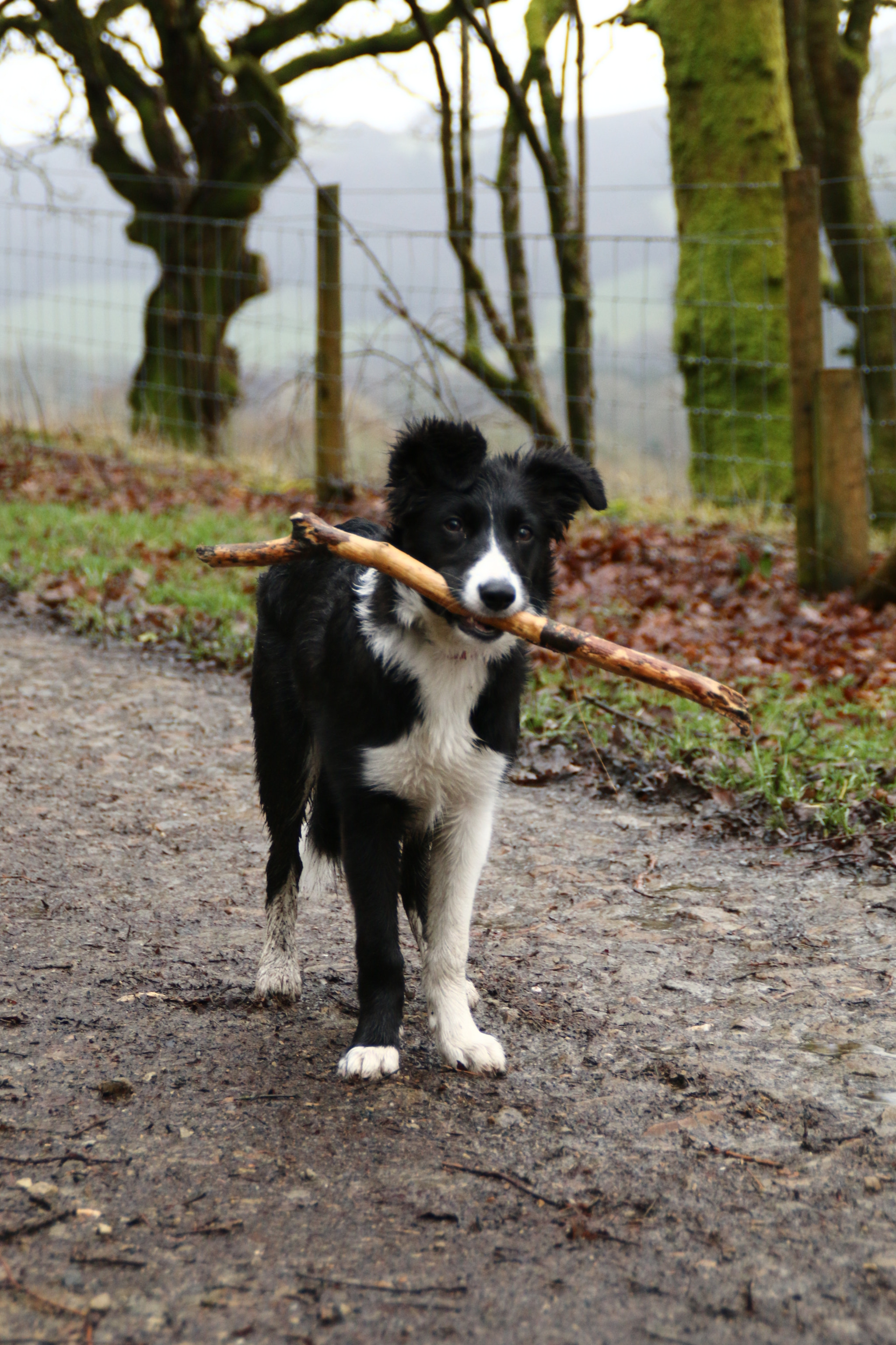 Canon EOS 70D + Tamron AF 18-200mm F3.5-6.3 XR Di II LD Aspherical (IF) Macro sample photo. Young border collie is happy with her stick photography