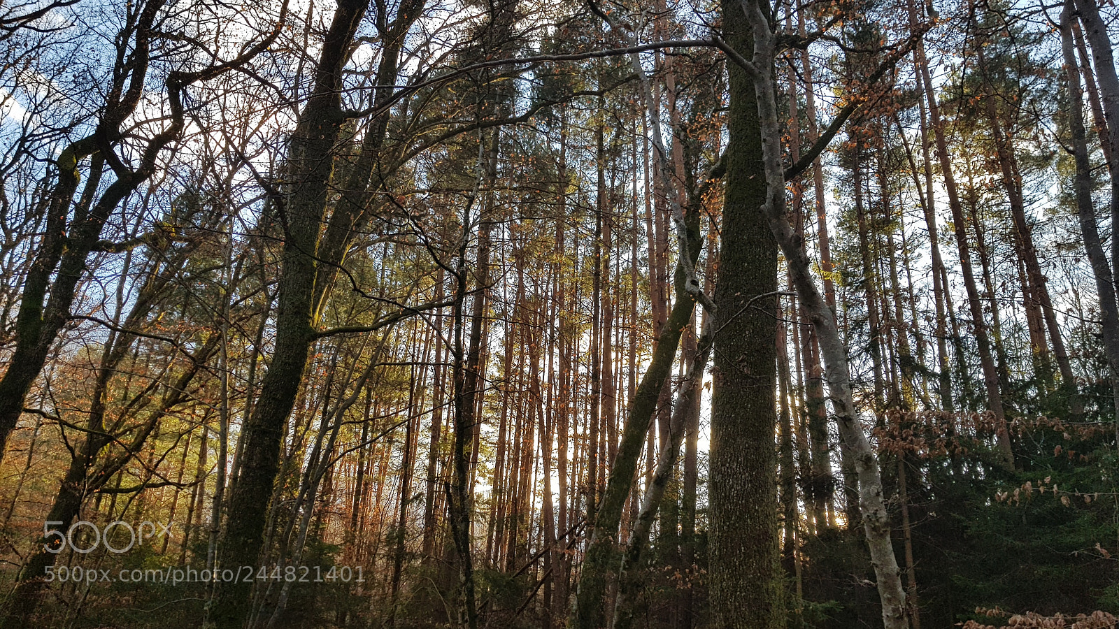 Samsung Galaxy S8 sample photo. Foret photography