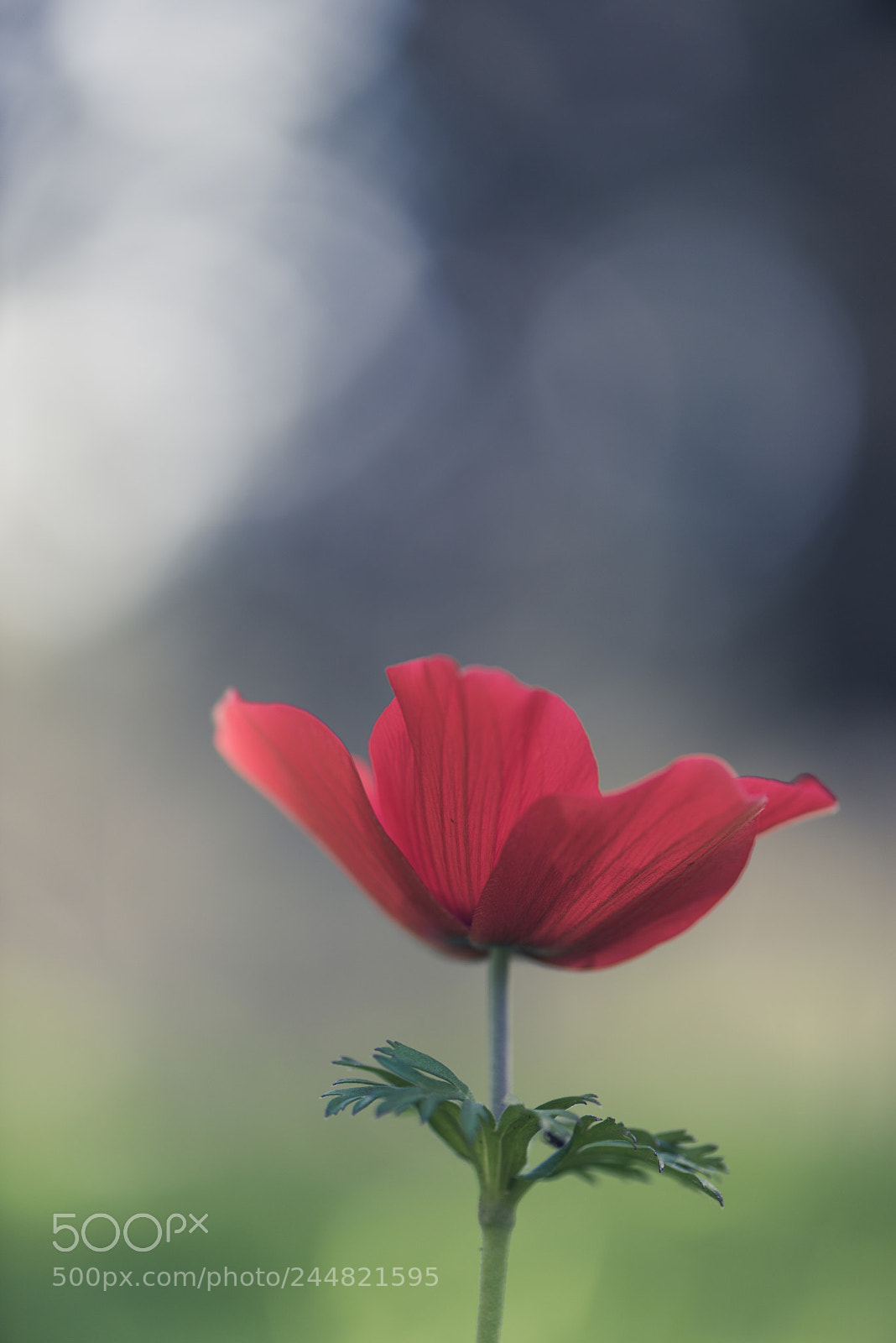 Nikon D810 sample photo. Here comes the sun photography