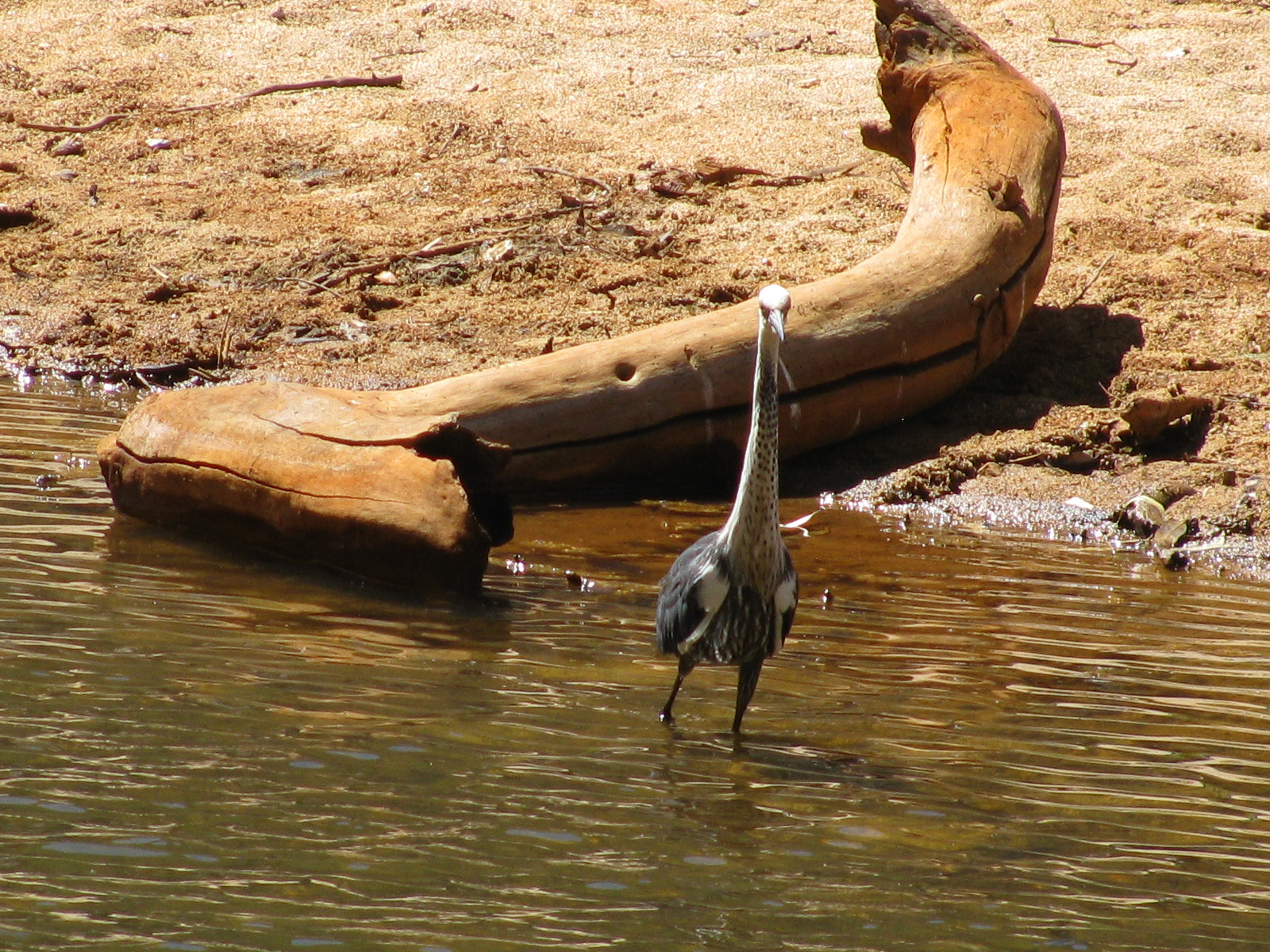 Canon PowerShot SX110 IS sample photo. White necked heron photography