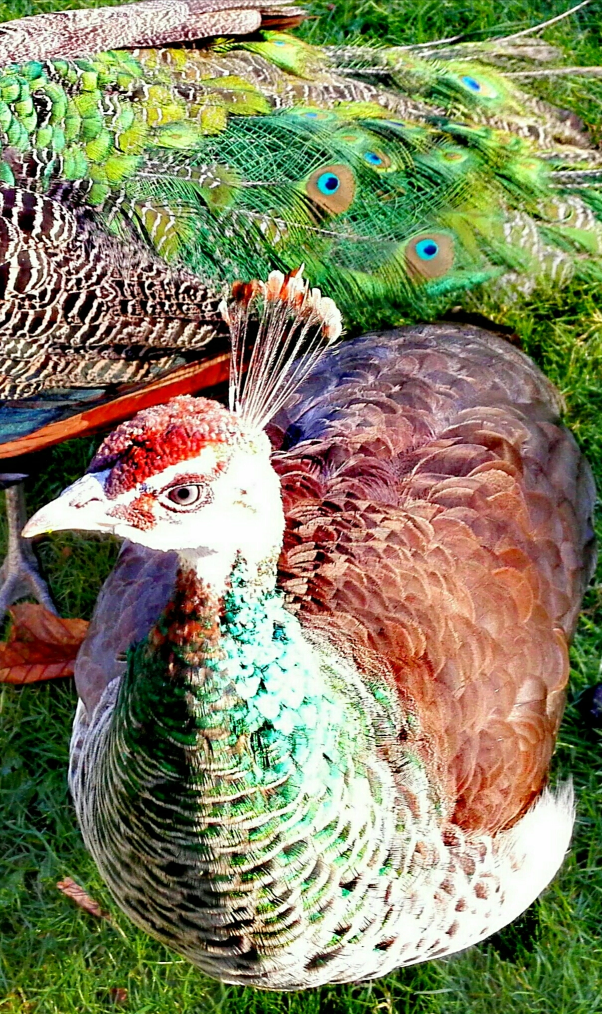 HUAWEI Mate 7 sample photo. Peahen photography