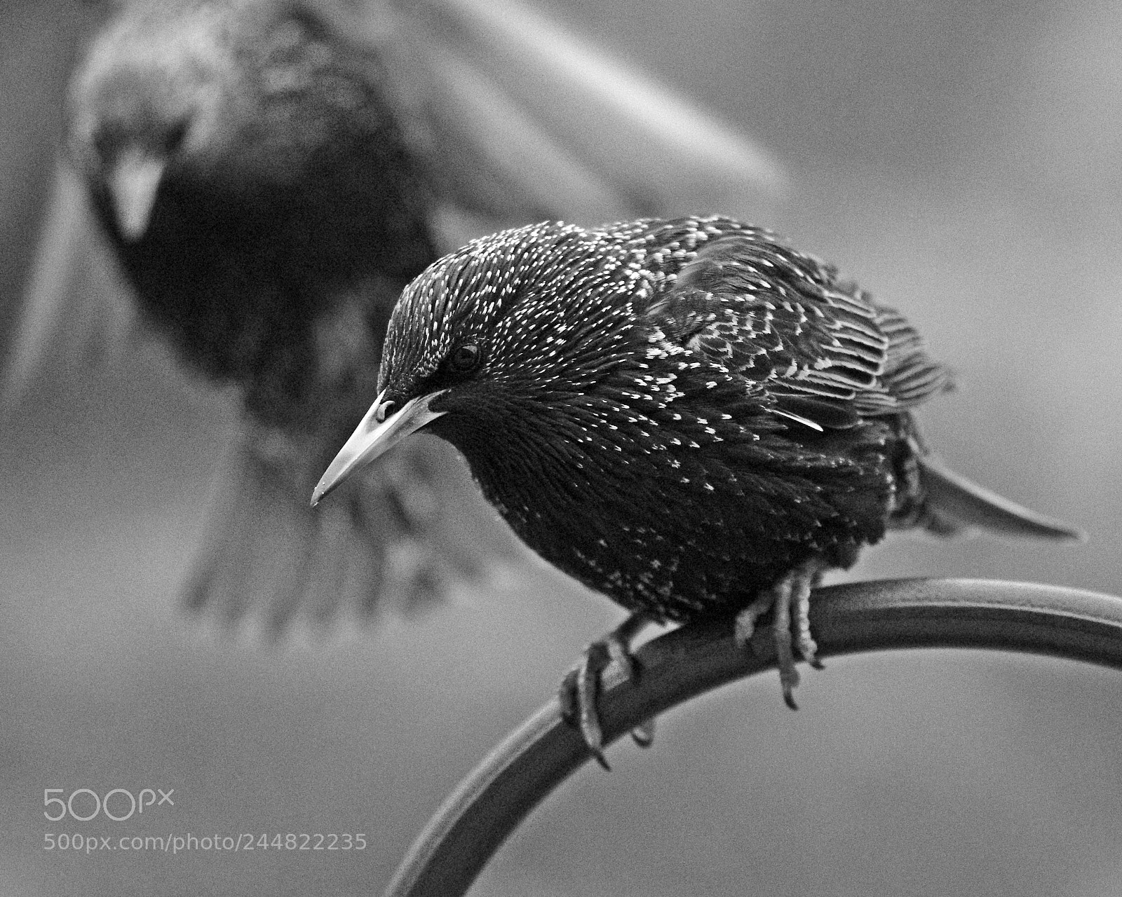 Nikon D5100 sample photo. Starlings photography