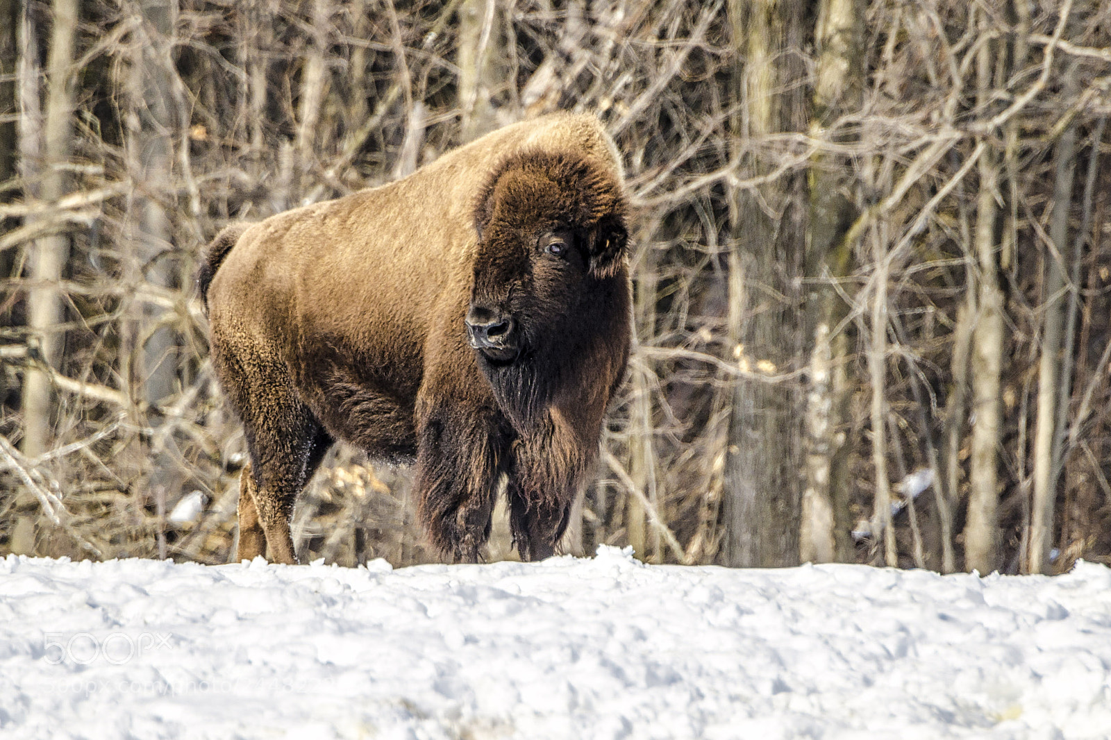 Nikon D7000 sample photo. Bison by the woods photography