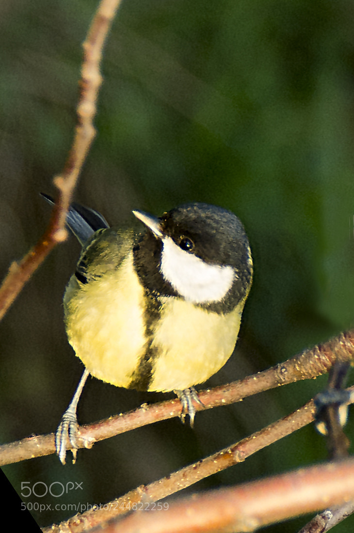 Nikon D7100 sample photo. Tit through the window photography