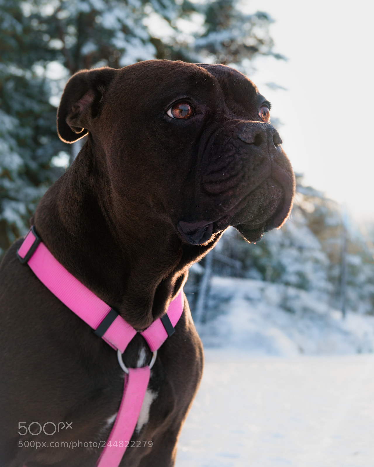 Sony SLT-A68 sample photo. Daisy photography