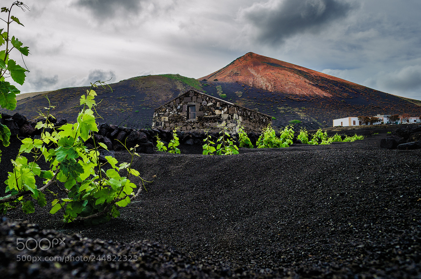 Nikon D5100 sample photo. Vineyard photography