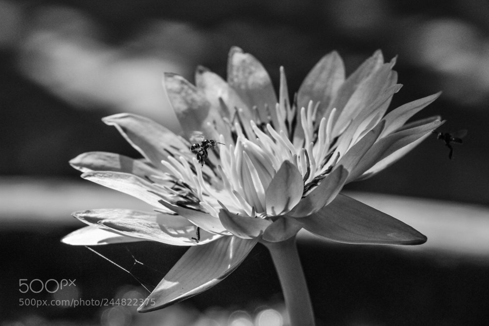 Canon EOS 600D (Rebel EOS T3i / EOS Kiss X5) sample photo. Honeybee & lotus photography