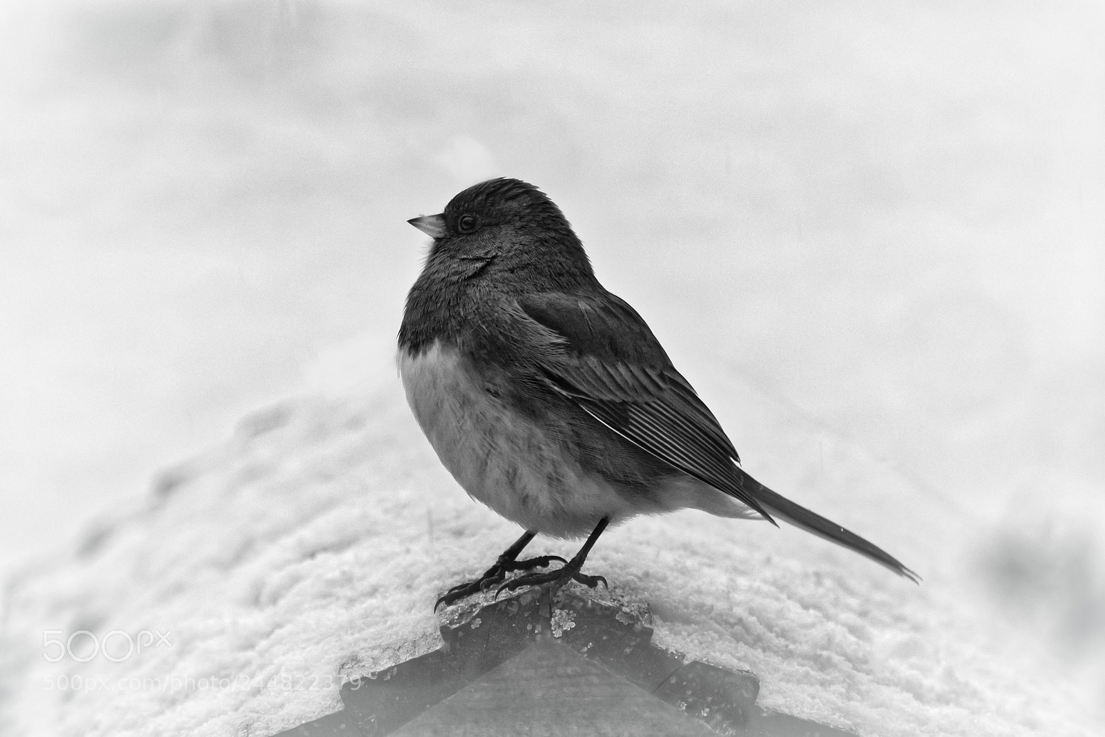 Canon EOS 7D Mark II sample photo. Dark-eyed junco in profile photography