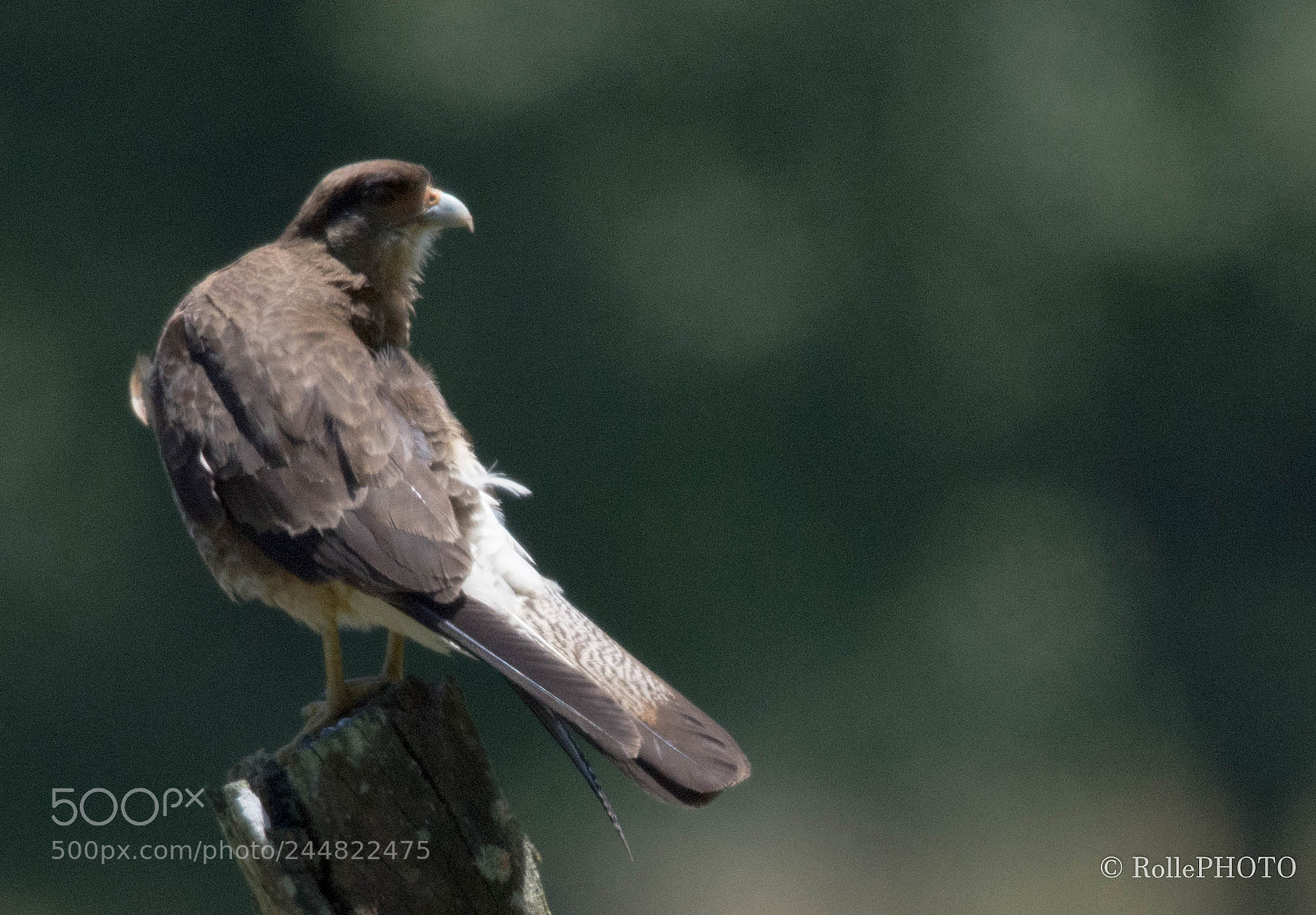 Nikon D7200 sample photo. Villarrica 6 photography