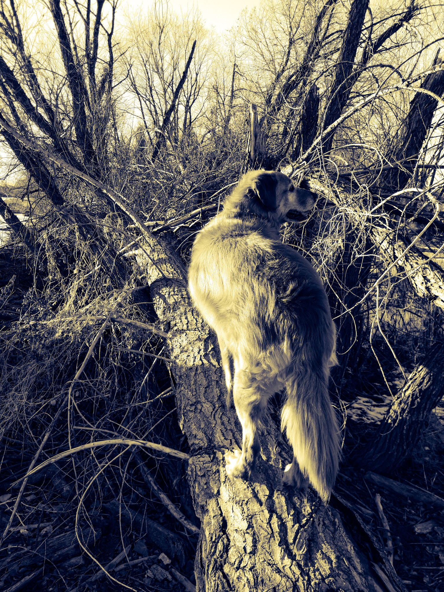 Motorola Moto Z (2) sample photo. Tree climber photography