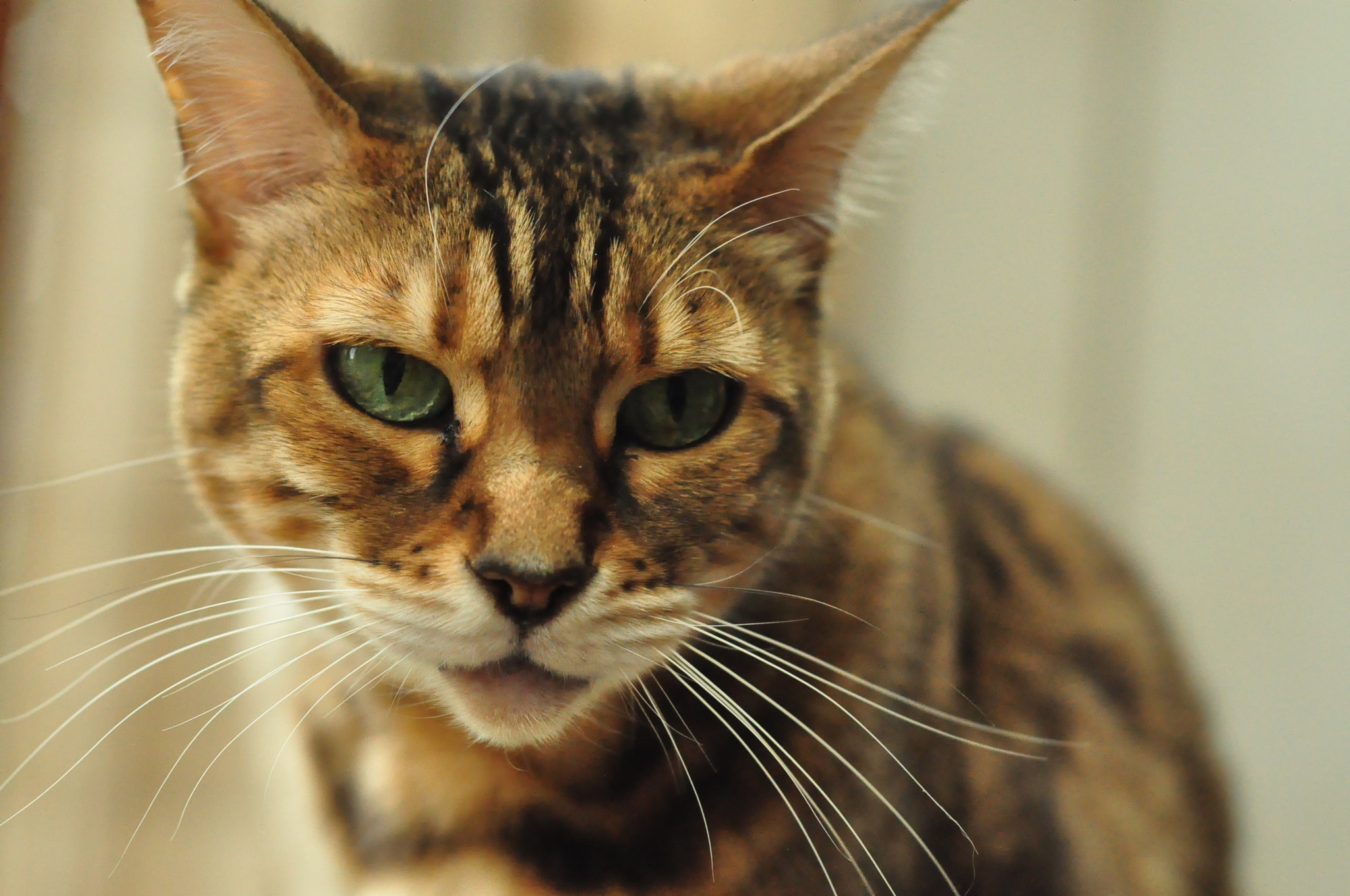 Nikon D90 + Nikon AF Nikkor 50mm F1.8D sample photo. Puck the bengal cat photography