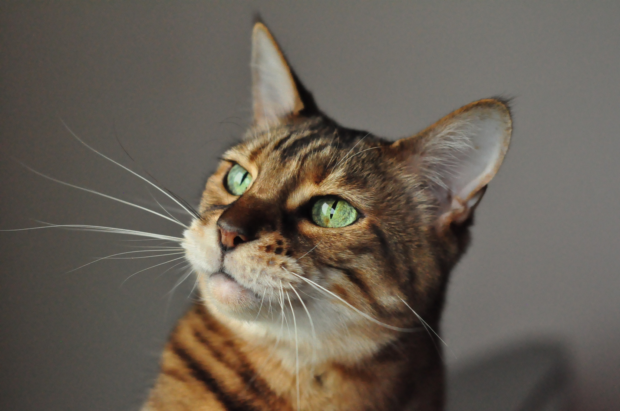 Nikon D90 + Nikon AF Nikkor 50mm F1.8D sample photo. Puck the bengal cat photography