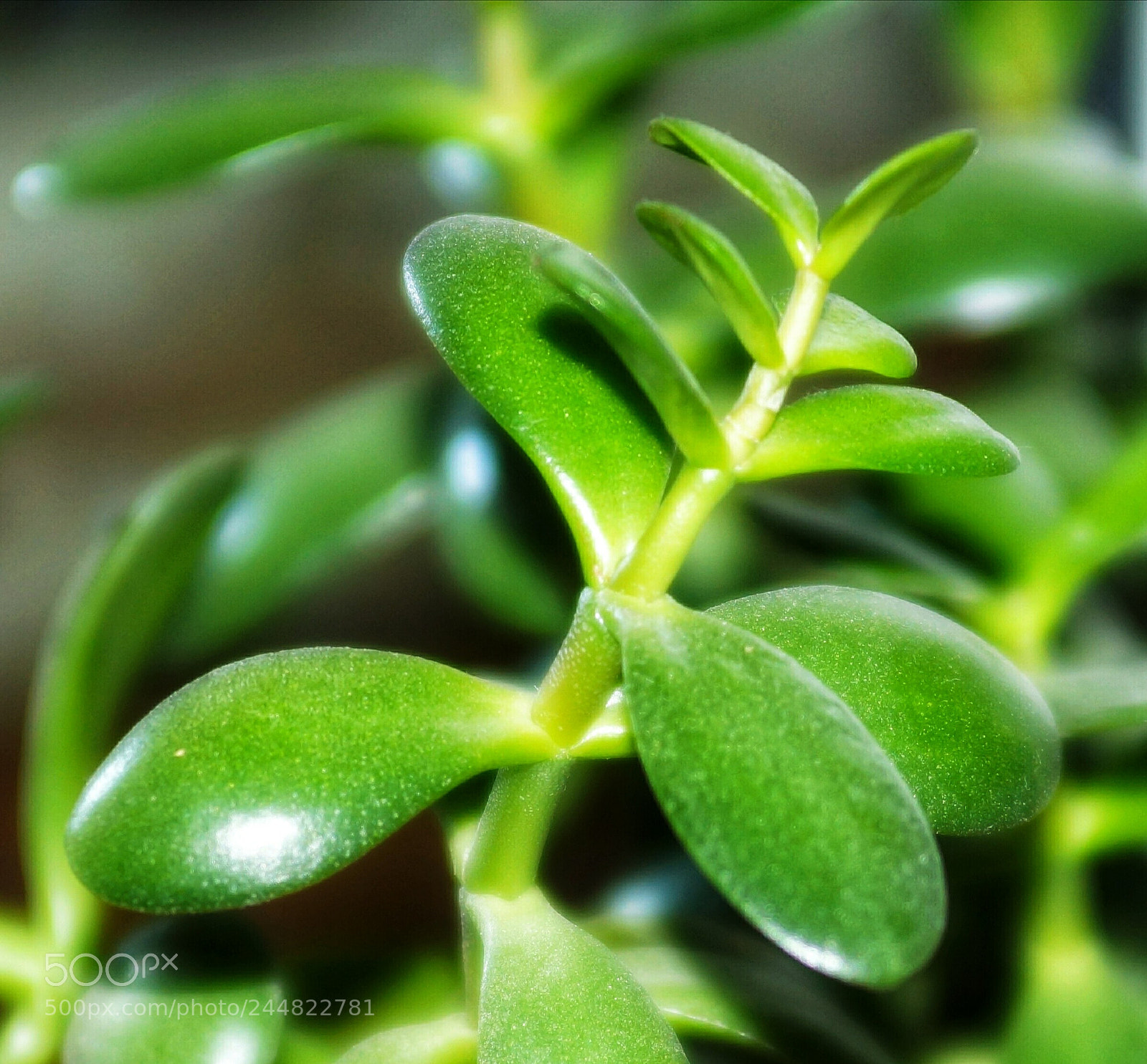 Sony SLT-A37 sample photo. Green leaf photography