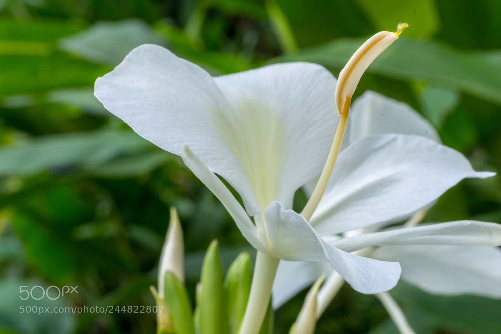 Nikon D7200 sample photo. Simplicity photography