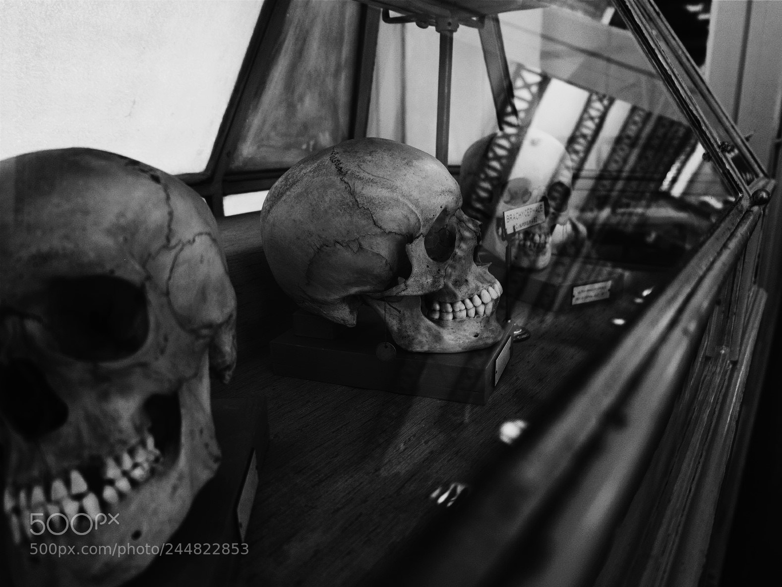 Fujifilm X-M1 sample photo. Mus e d'histoire naturelle photography