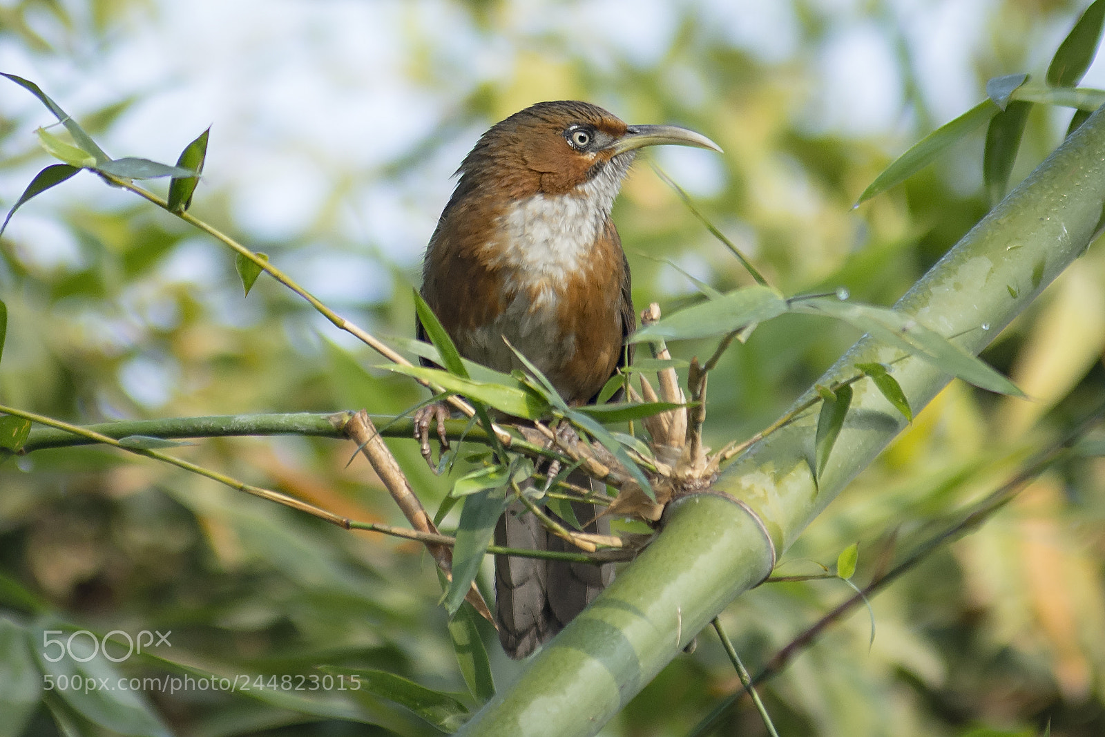Nikon D7200 sample photo. Rusty cheeked scimitar babbler photography