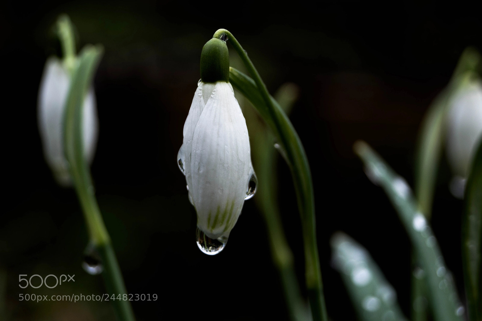 Sony SLT-A68 sample photo. The snowdrop photography