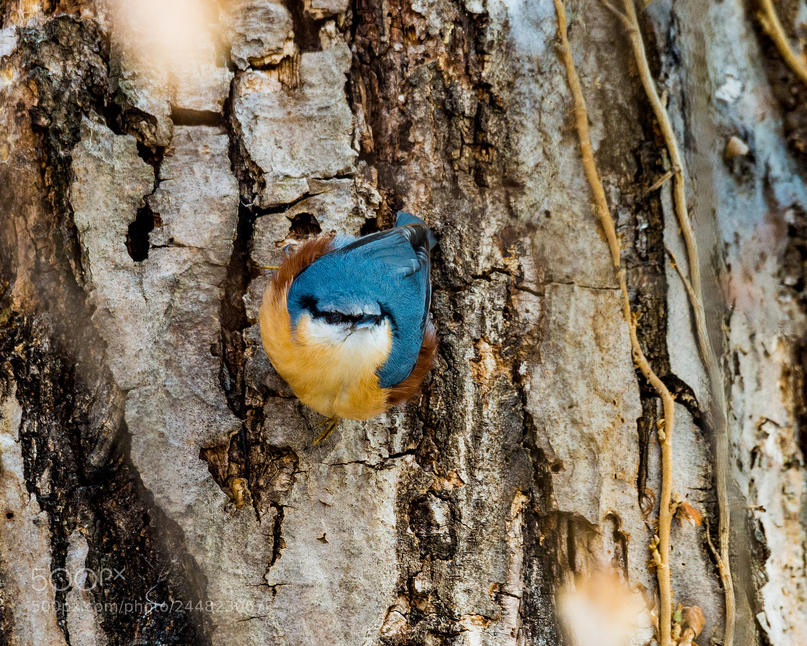 Nikon D600 sample photo. Blue tit photography