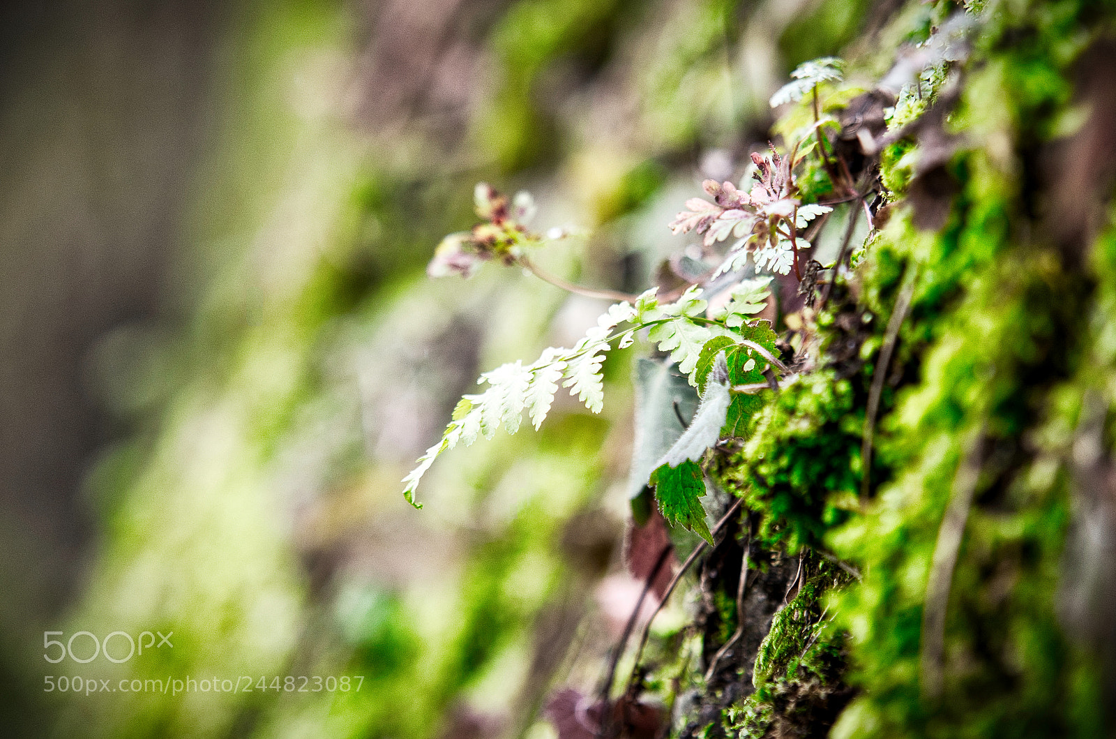 Nikon D5100 sample photo. Winter leaf photography