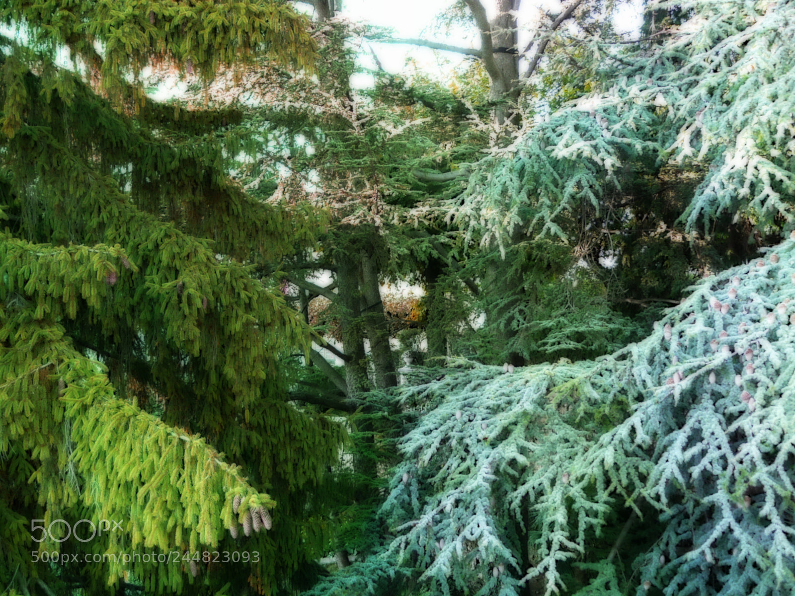 Panasonic DMC-FZ18 sample photo. Pines in the height photography