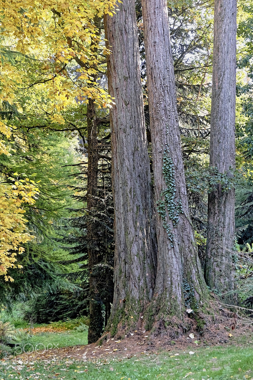 Fujifilm X-E2 sample photo. Arboretum de la jonch photography