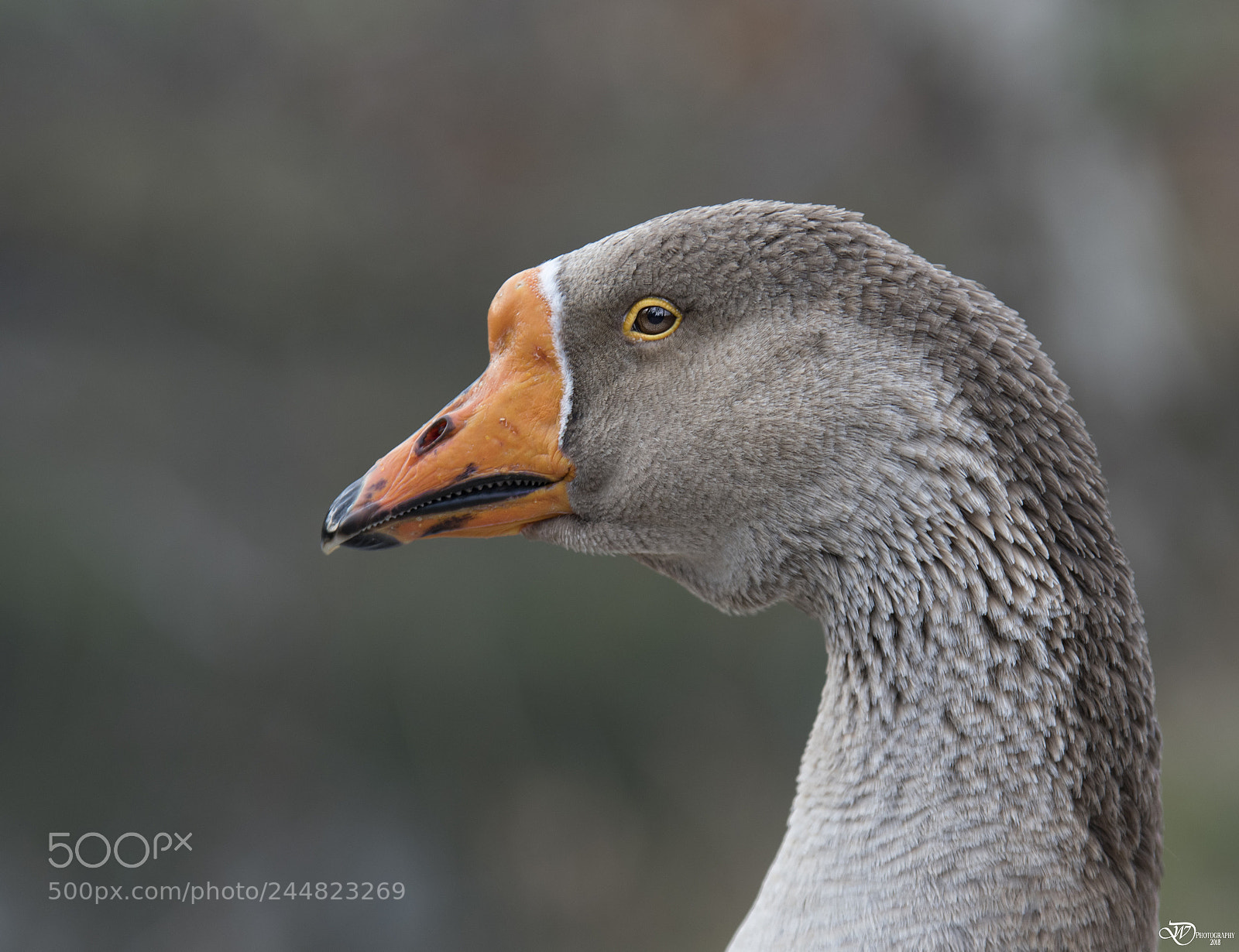Nikon D500 sample photo. Greylag goose photography