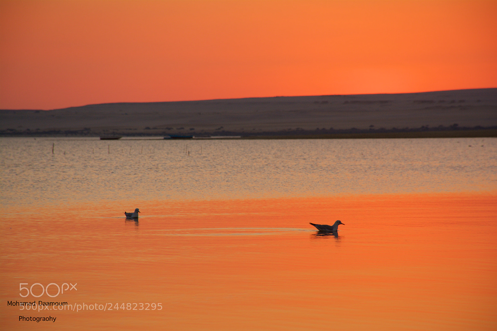 Nikon D7100 sample photo. Golden time photography