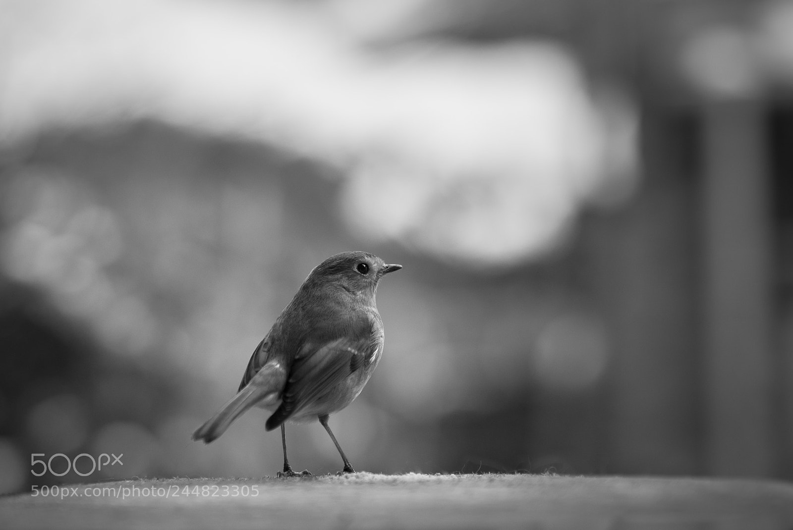Nikon D7200 sample photo. Robin b&w photography