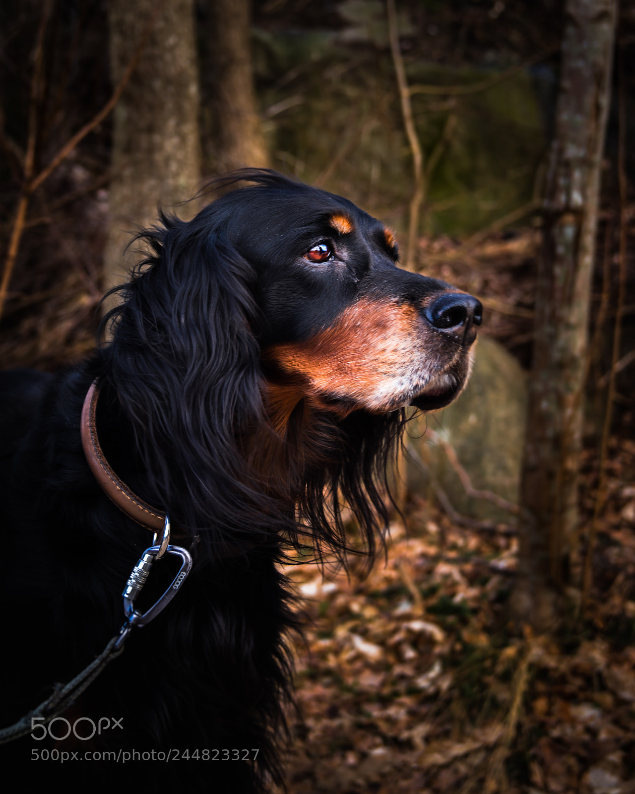 Sony SLT-A68 sample photo. Gold photography