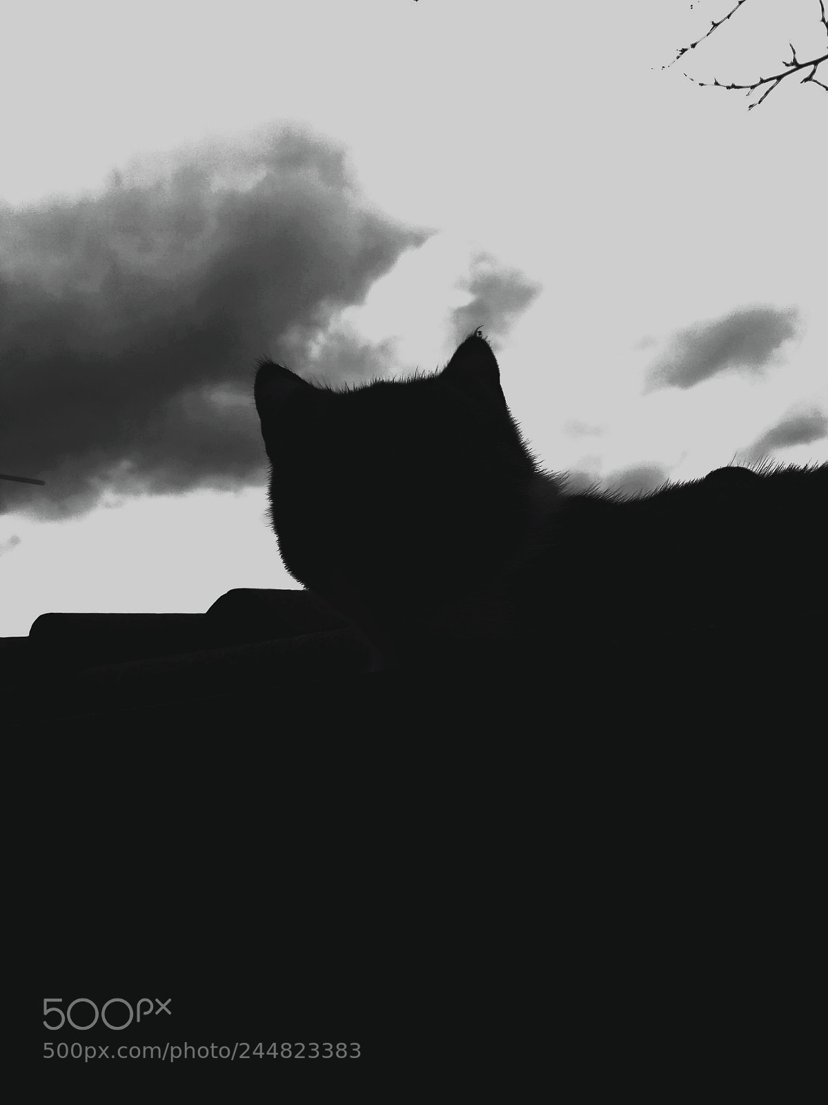HTC ONE M9 sample photo. Black and white cat photography