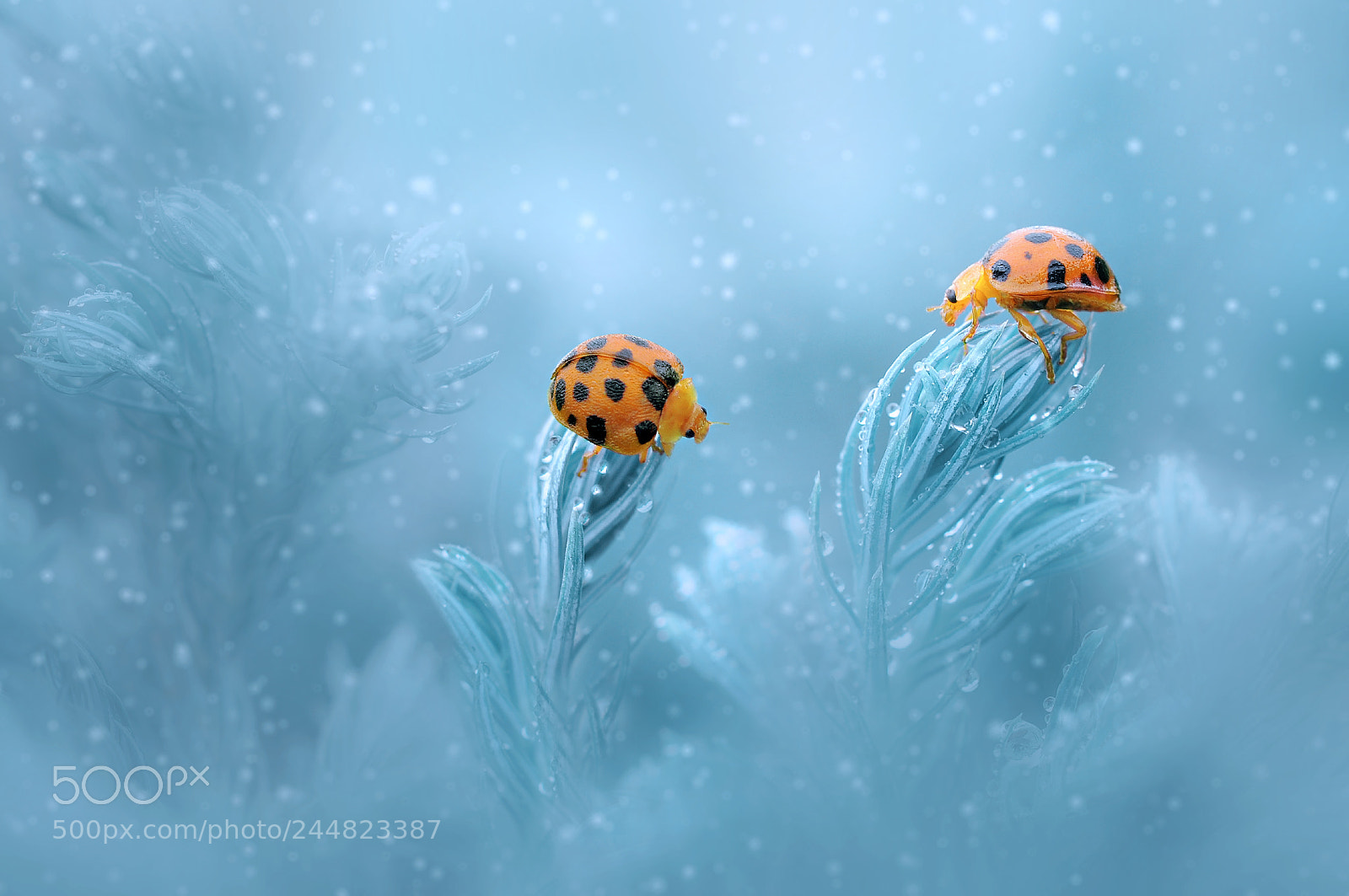 Nikon D90 sample photo. Ladybug, two ladybug photography