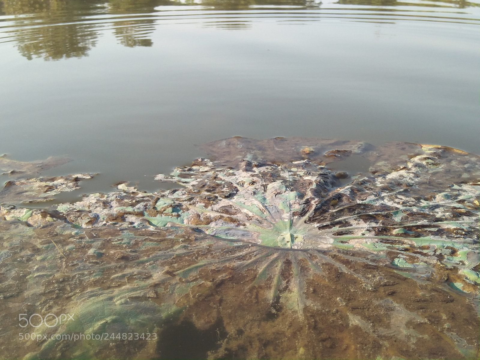 OPPO A37fw-International sample photo. Untitled photography