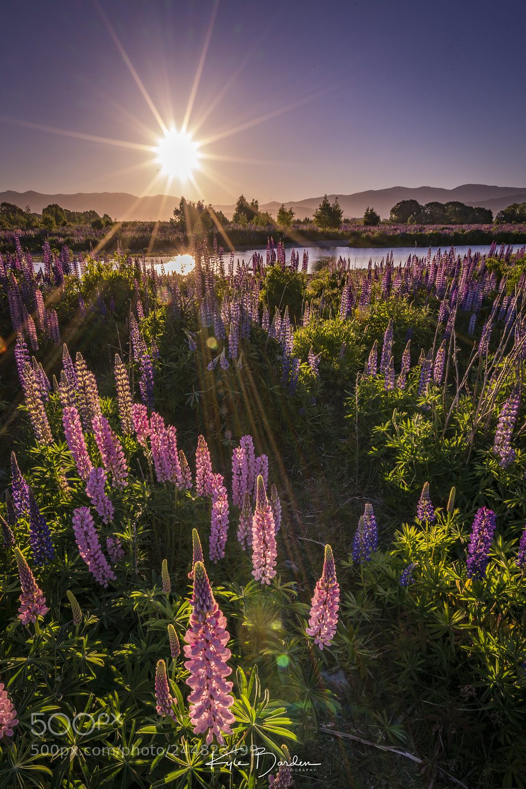 Sony a7R II sample photo. Lupins photography