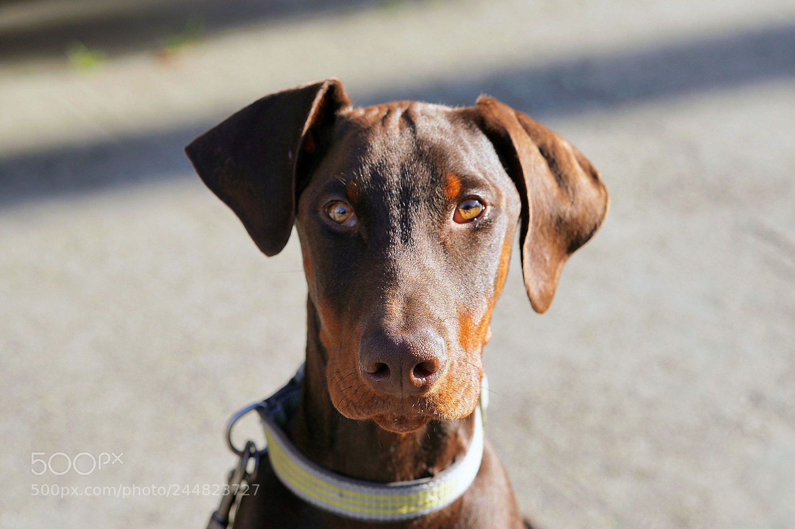 Sony a9 sample photo. My buddy bubba photography