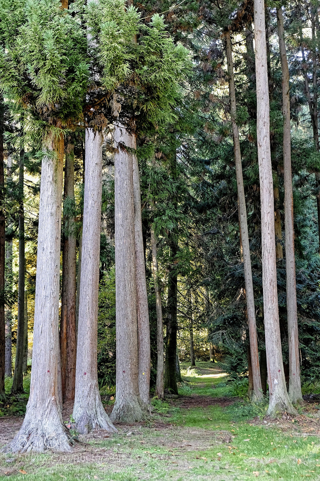 Fujifilm X-E2 sample photo. Arboretum de l'office national photography