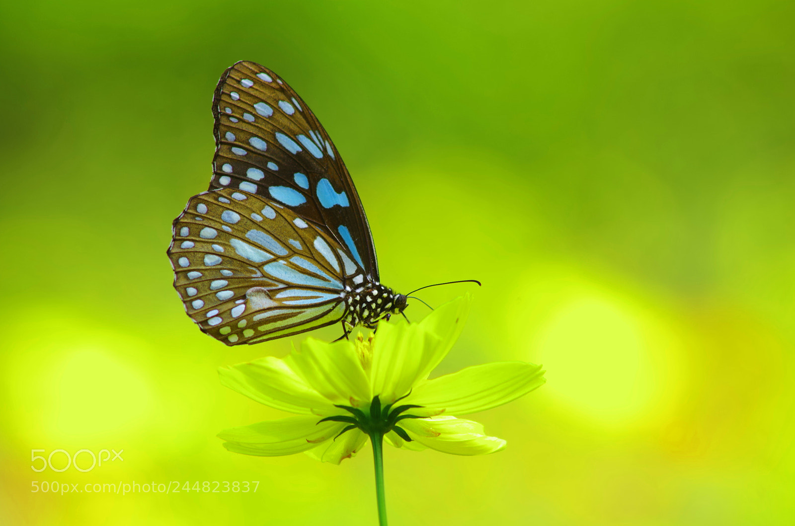 Pentax K-500 sample photo. Glassy blue tiger ! photography