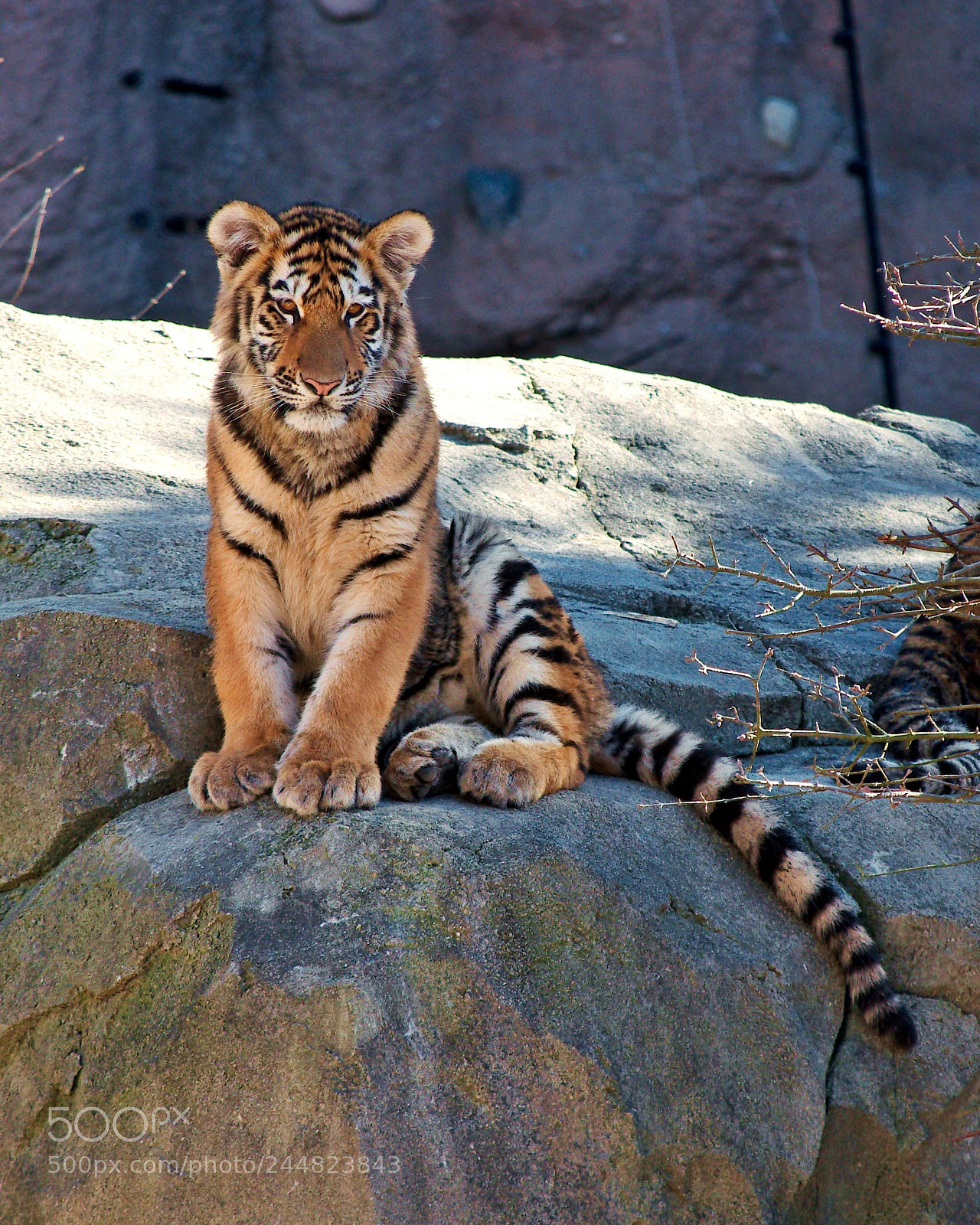 Nikon D5100 sample photo. Amur tiger cub photography