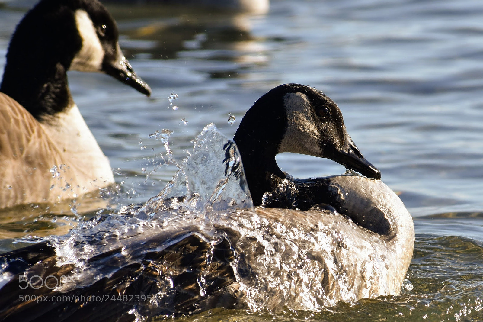 Nikon D3400 sample photo. Shake it off photography
