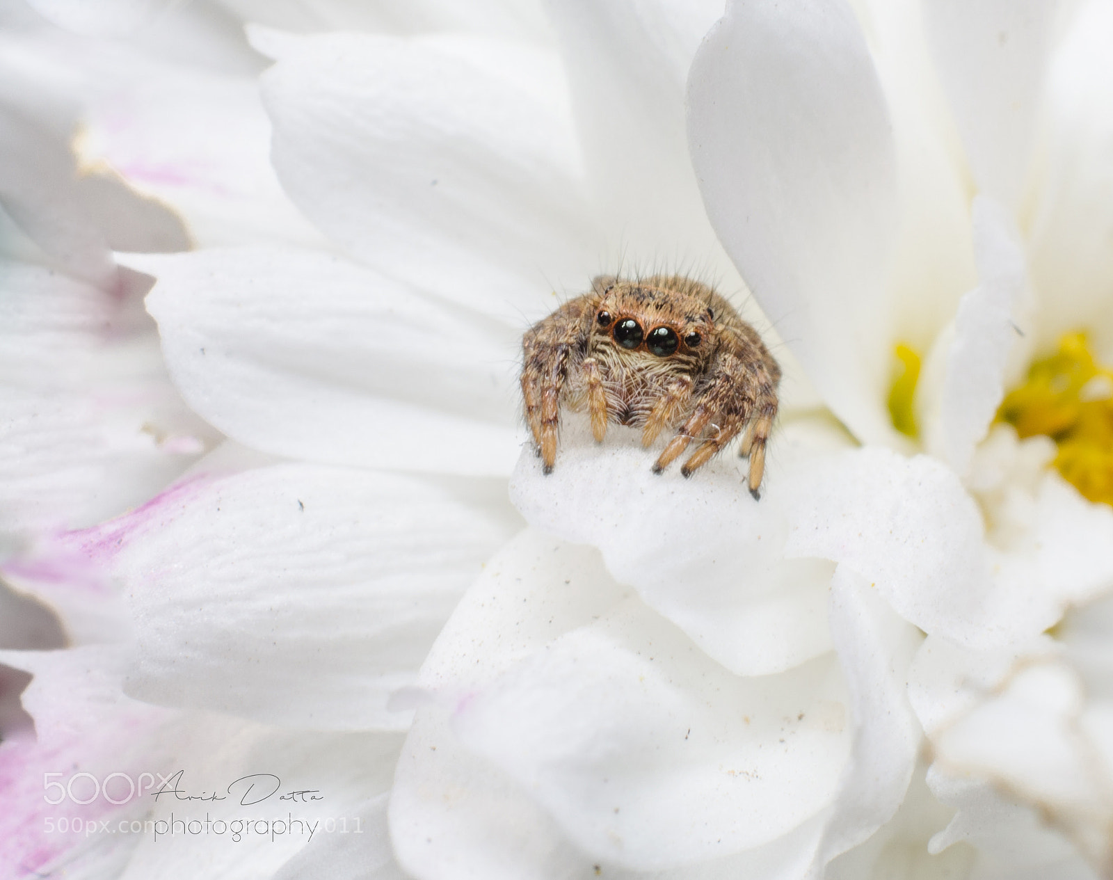 Nikon D5100 sample photo. My white house photography