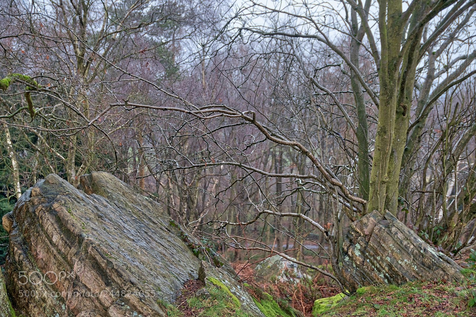 Nikon D90 sample photo. Beacon hill rain drops photography