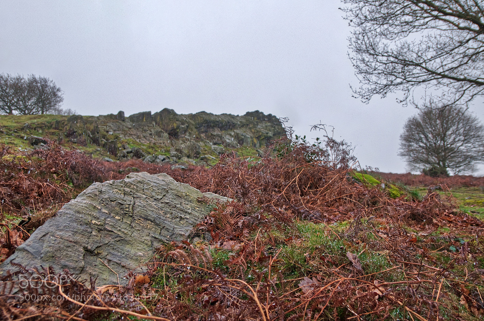 Nikon D90 sample photo. Beacon hill bracken photography