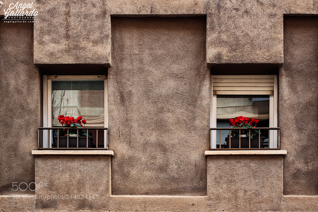 Canon EOS 50D sample photo. Flores photography